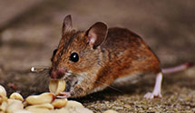 24 Hour & Emergency Exterminators in La Habra, CA